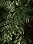 Brightening Face&Body Exfoliator with Kojic Acid 150 ml